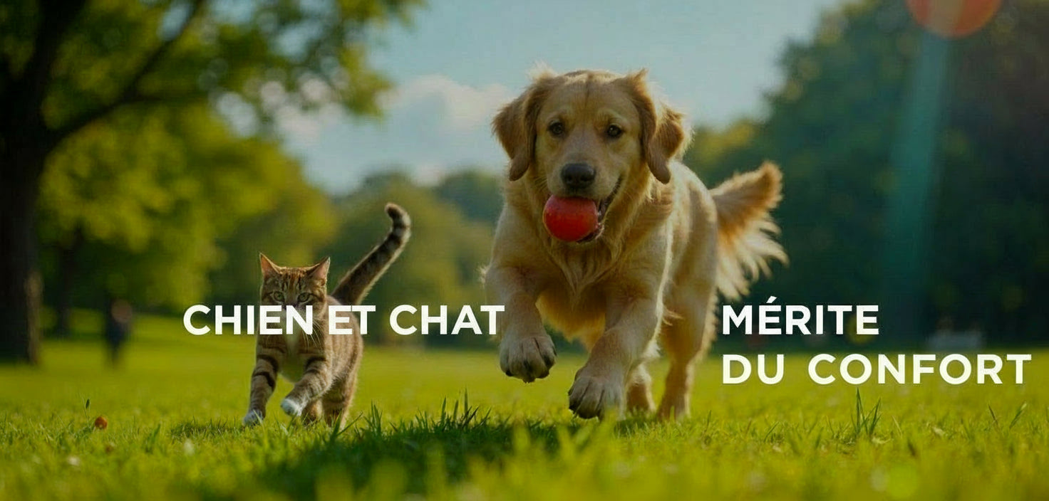 chien et chat  mérite du  confort 