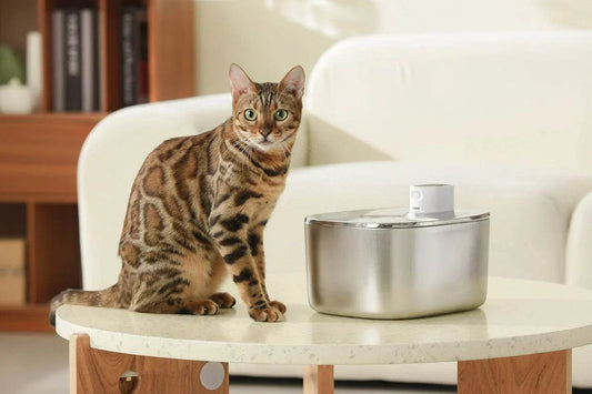 Fontaine à eau pour chat