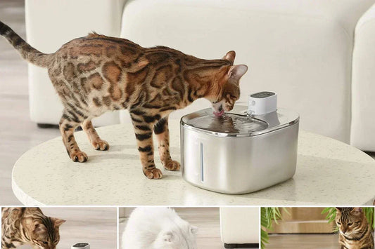 Fontaine à eau pour chat