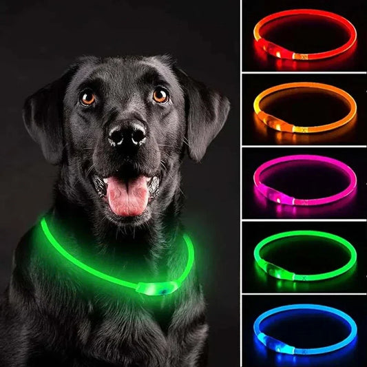 Collier lumineux pour chien