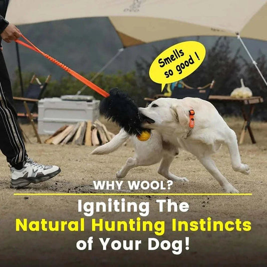 Jouet corde pour chien