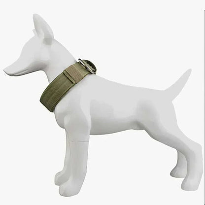 Collier chien tactique