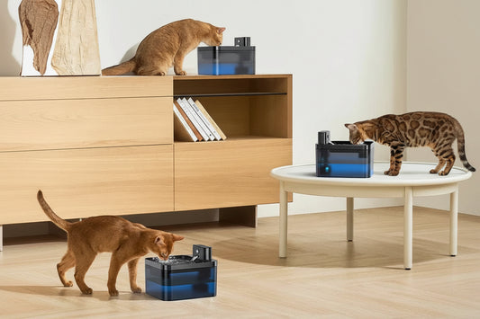 Fontaine d'eau pour chat