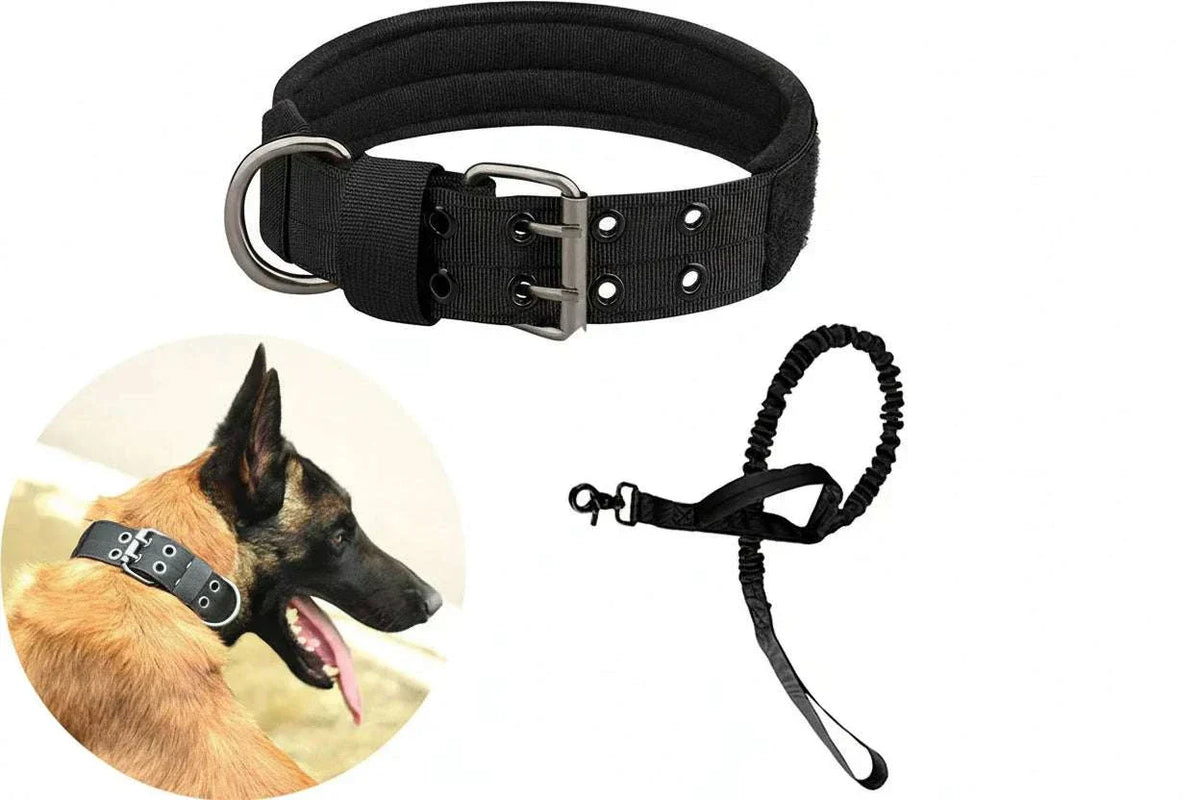Collier chien tactique
